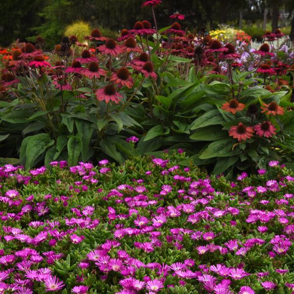 Delosperma hybrid Ocean Sunset™ Violet Flare - Landscape