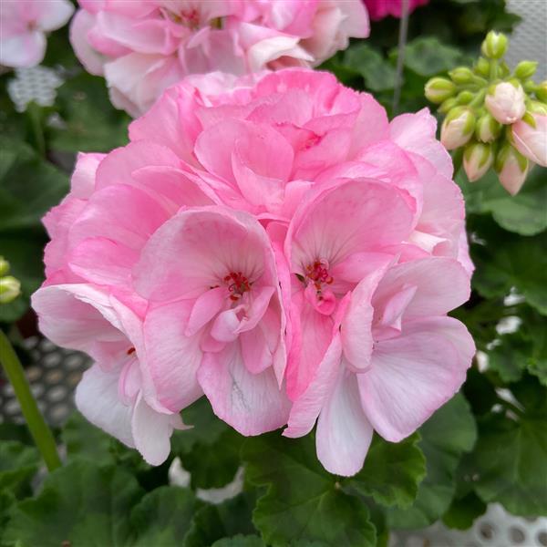 Sunrise™ Appleblossom Zonal Geranium - Bloom