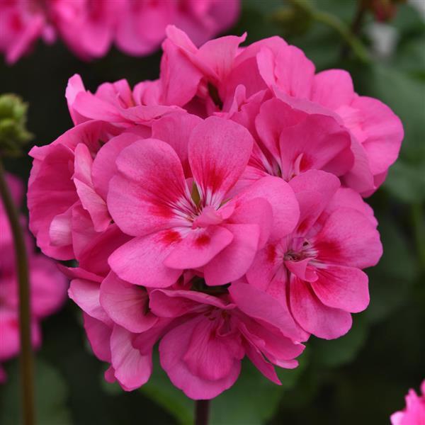 Sunrise™ Pink Zonal Geranium - Bloom