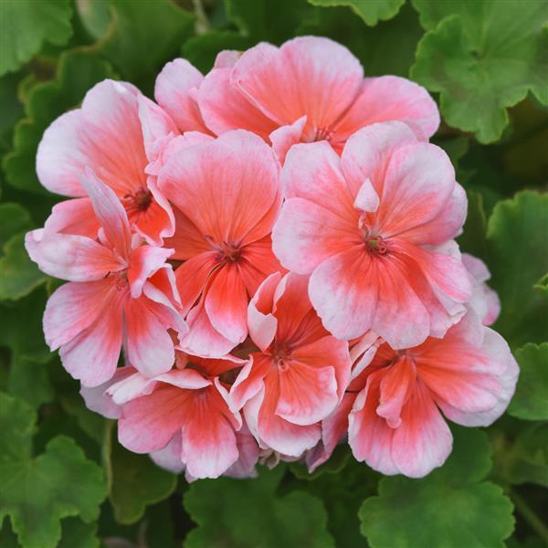 Sunrise™ Light Salmon Zonal Geranium - Bloom