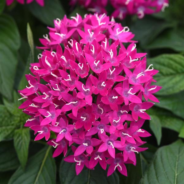 Lucky Star® Violet Pentas - Bloom