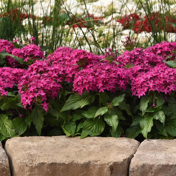 Lucky Star® Violet Pentas - Commercial Landscape 1