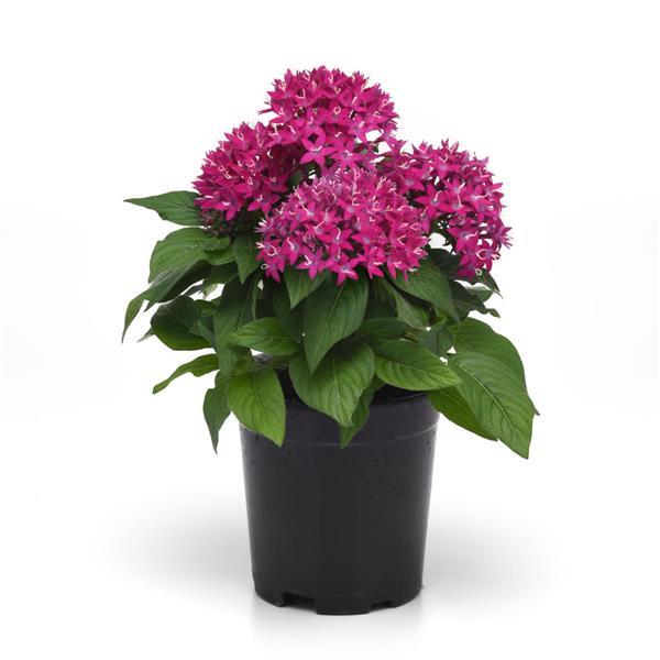 Lucky Star® Violet Pentas - Container