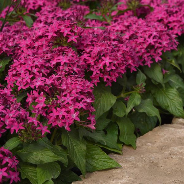 Lucky Star® Violet Pentas - Landscape