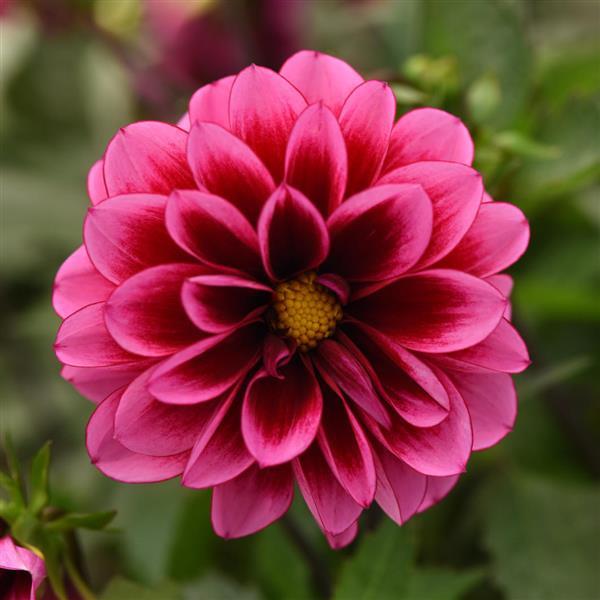Dalaya® Cranberry Dahlia - Bloom