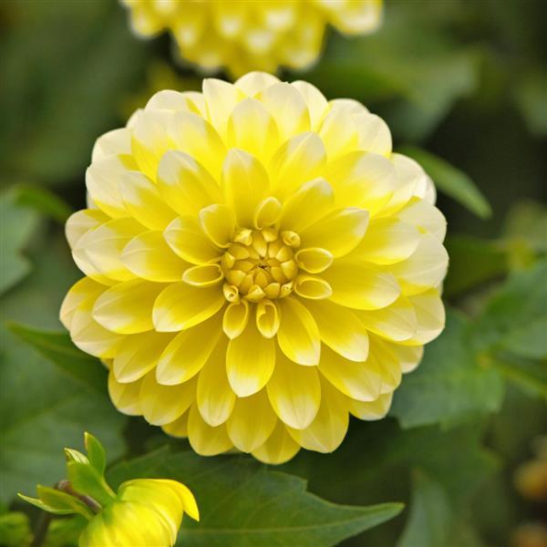 Dalaya® Yellow Lace Dahlia - Bloom