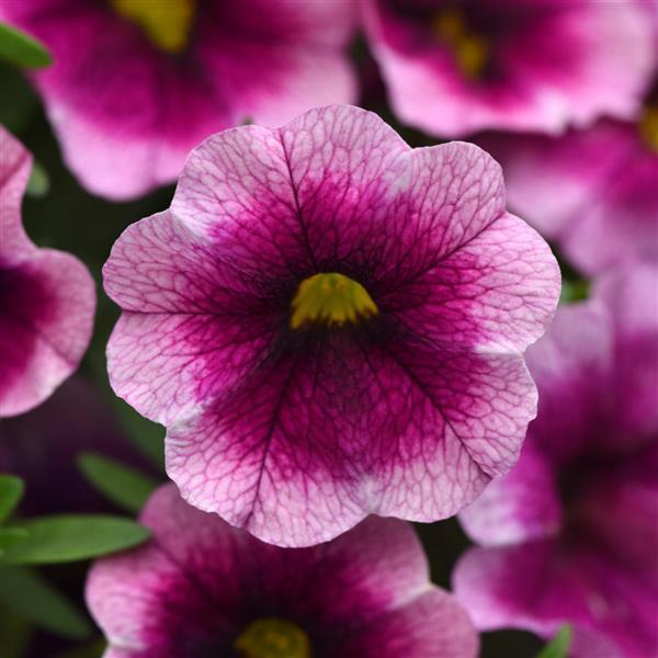 MiniFamous® Neo Rose Flash Calibrachoa - Bloom