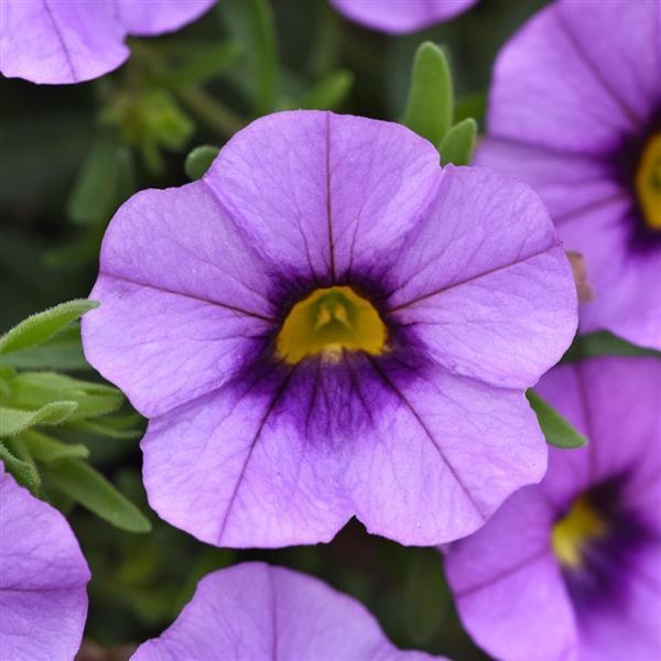 MiniFamous® Neo Amethyst Flash Calibrachoa - Bloom