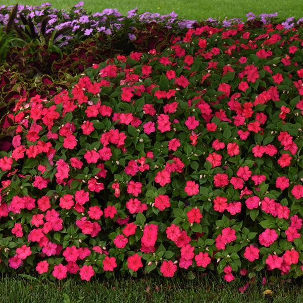 Beacon® Lipstick Impatiens - Commercial Landscape 1