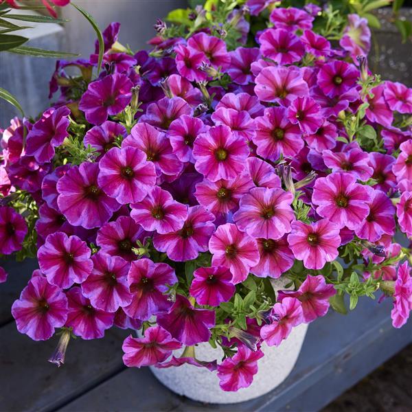 SuperCal® Premium Rose Star Petchoa - Container