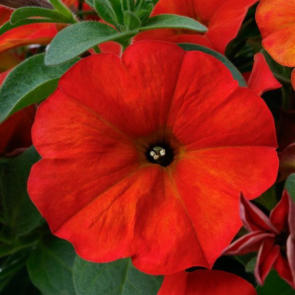 SuperCal® Premium Red Maple Petchoa - Bloom
