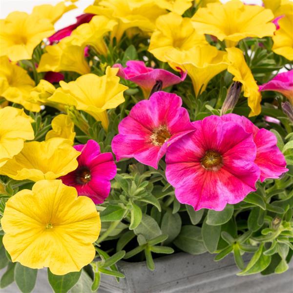 SuperCal® Premium Dream On Mix Petchoa - Bloom
