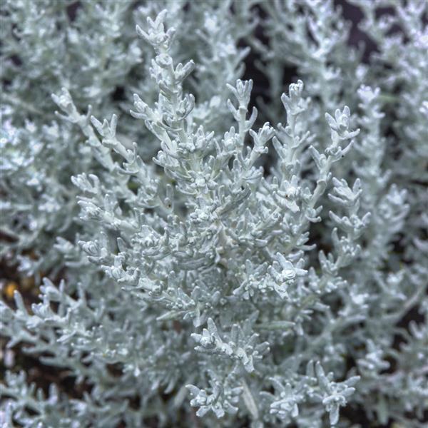 Silver Stitch Helichrysum - Bloom