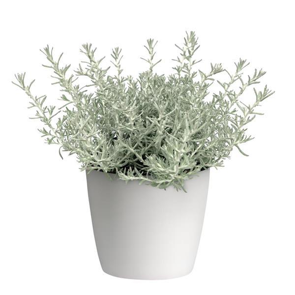 Silver Stitch Helichrysum - Container