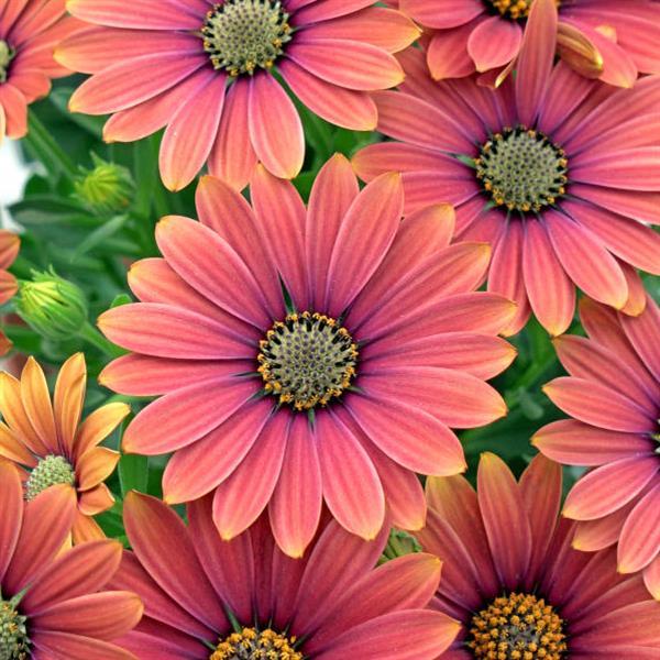 Zion™ Purple Sun Osteospermum - Bloom