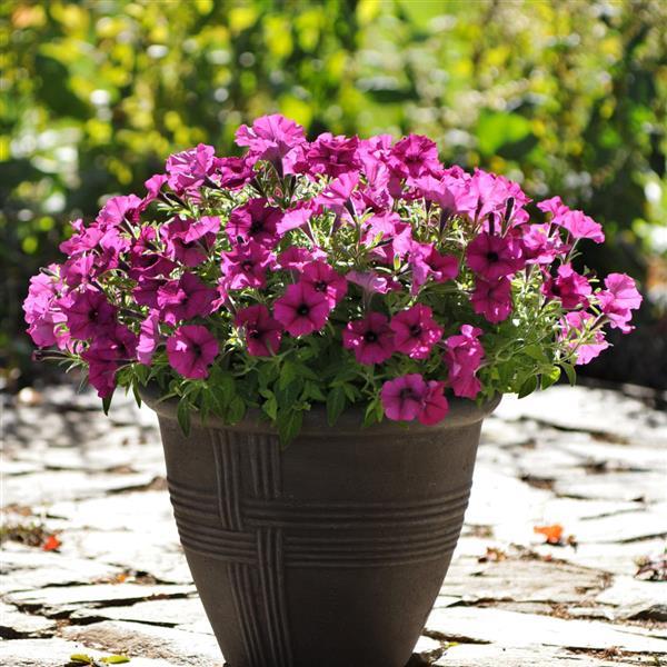 Starlet™ Burgundy Petunia - Container