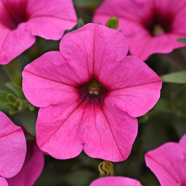 Starlet™ Pink Petunia - Bloom