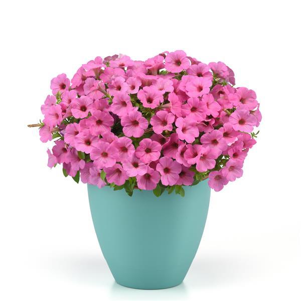 Starlet™ Pink Petunia - Container
