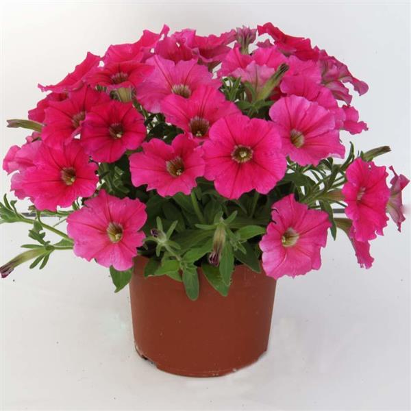 Starlet™ Dark Pink Petunia - Container