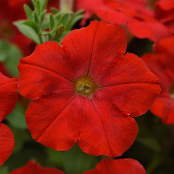 Starlet™ Red Petunia - Bloom