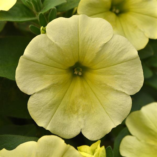 Starlet™ Yellow 27 Petunia - Bloom