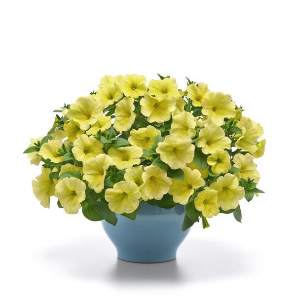 Starlet™ Yellow 27 Petunia - Container
