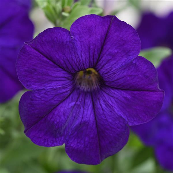 Starlet™ Blue 27 Petunia - Bloom