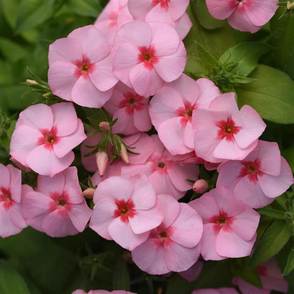 Gisele® Light Pink+Eye Phlox - Bloom
