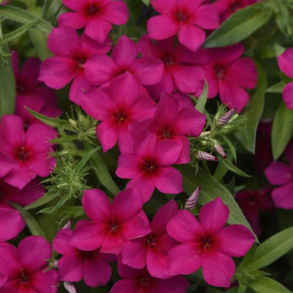 Gisele® Purple Phlox - Bloom