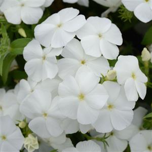 Gisele® White Phlox - Bloom