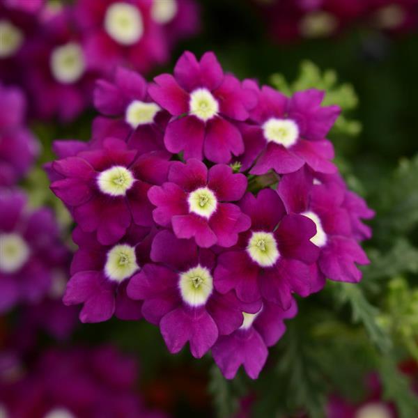 Blues™ Purple+Eye Verbena - Bloom