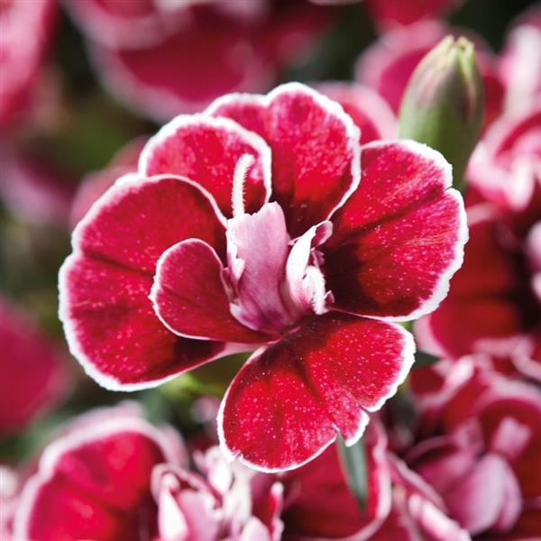 Capitán™ Red White Edge Dianthus - Bloom