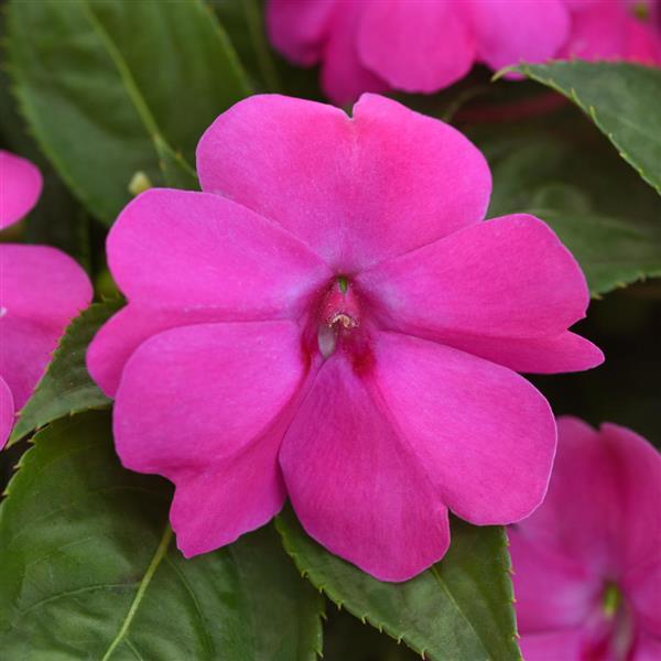Solarscape® XL Pink Jewel Interspecific Impatiens