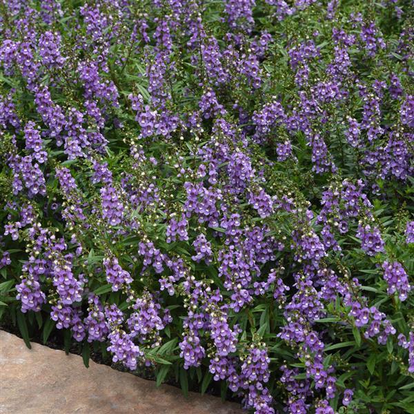 Serenita® Sky Blue Angelonia - Commercial Landscape 1