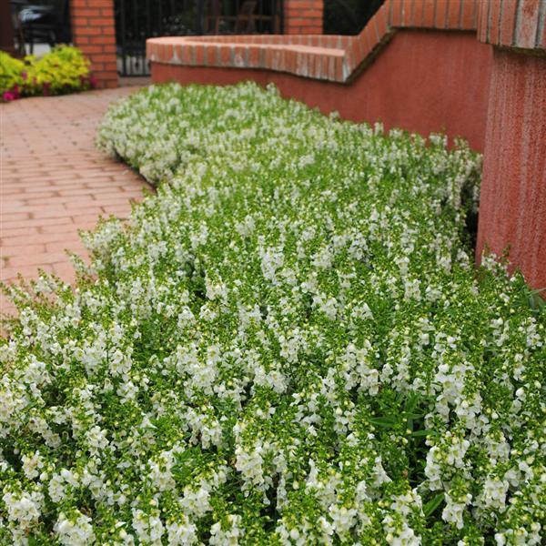 Serenita® White Angelonia - Landscape