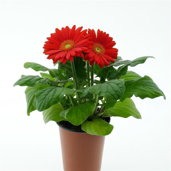 ColorBloom™ Orange with Light Eye Gerbera - Container