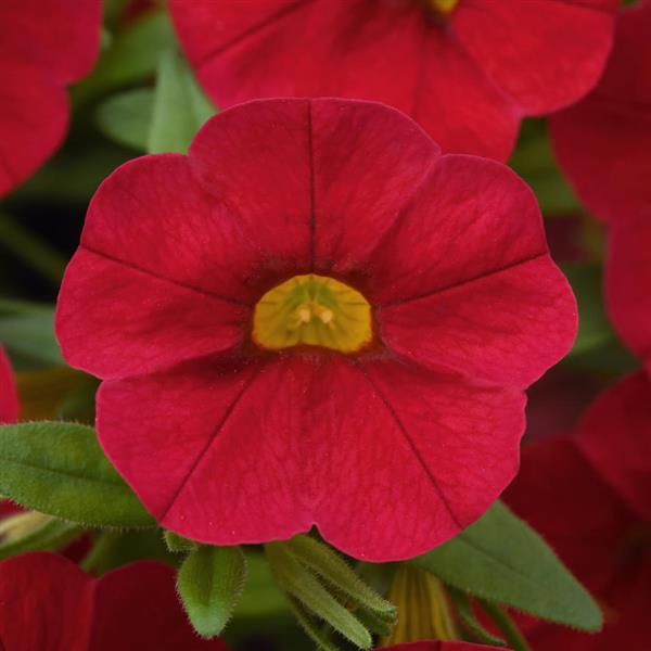 Cabaret® Red Calibrachoa - Bloom