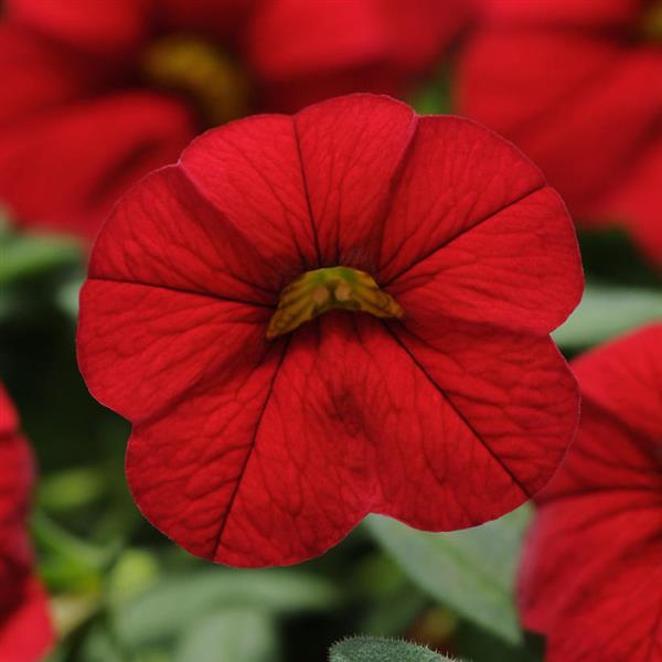 Cabaret® Bright Red Calibrachoa - Bloom