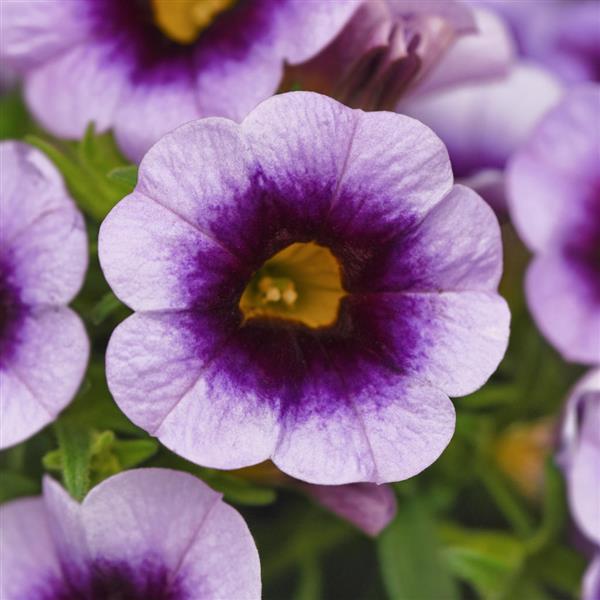 Cabaret® Lavender Kiss Calibrachoa - Bloom