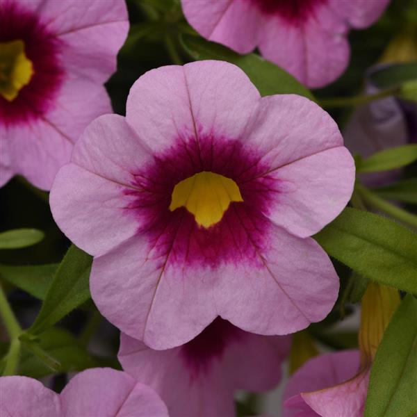 Cabaret® Light Pink Kiss Calibrachoa - Bloom