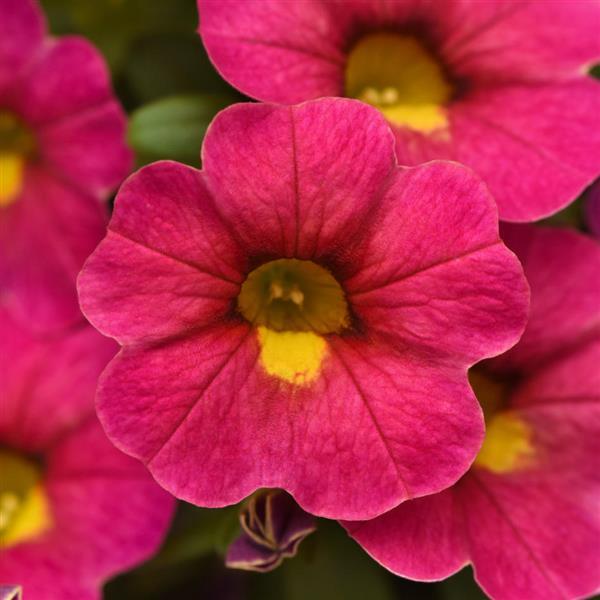 Cabaret® Diva Pink Calibrachoa - Bloom