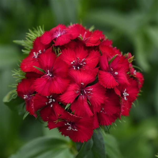 Sweet™ Cherry Dianthus - Bloom