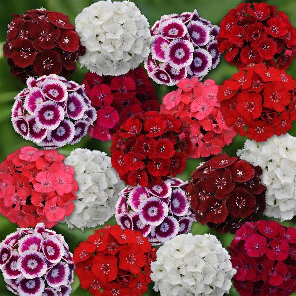 Sweet™ Mixture Dianthus - Bloom