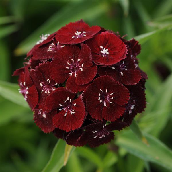 Sweet™ Black Cherry Dianthus - Bloom