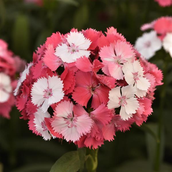 Sweet™ Salmon Magic Dianthus - Bloom