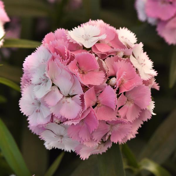Sweet™ Cherryblossom Magic Dianthus - Bloom