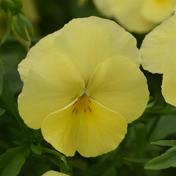 Cool Wave® Lemon Spreading Pansy - Bloom