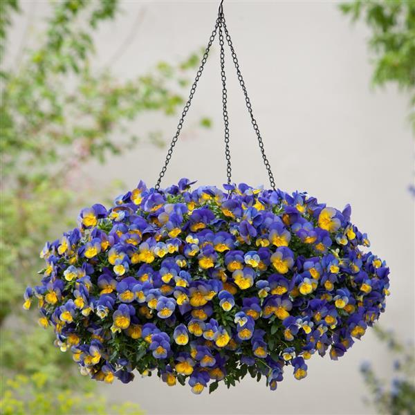 Cool Wave® Morpho Spreading Pansy - Basket