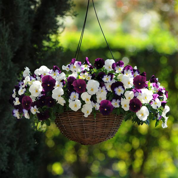 Cool Wave® Berries 'N Cream Mixture Spreading Pansy - Basket