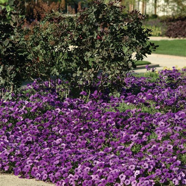 Easy Wave® Blue Spreading Petunia - Landscape